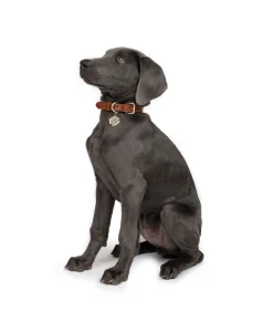 Patricia Nash Pet Collar| Pet Accessories
